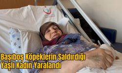 Başıboş Köpeklerin Saldırdığı Yaşlı Kadın Yaralandı