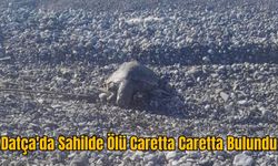 Datça'da Sahilde Ölü Caretta Caretta Bulundu