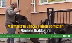 Marmaris’te Bahçeye Giren Domuzları Ekmekle Uzaklaştırdı