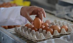 Yumurta Fiyatlarında Büyük Değişiklik
