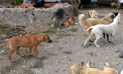 Muğla'da Köpeklerin Saldırısına Uğrayan Çocukla İlgili Önemli Gelişme