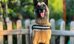 Kuşadası’nın Kahraman Köpeği ‘Bob’ Hayatını Kaybetti