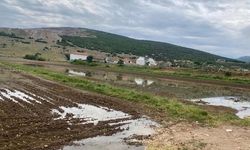 Menteşe’de Sağanak Üreticiyi Vurdu: Tütün Fideleri Çamura Gömüldü