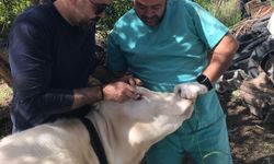 Ortaca’da Brucella Önlemi: Dişi Sığırlar Aşılandı