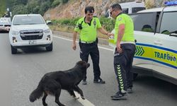 Milas'ta Zincirleme Kaza: Polislerin Sokak Köpeğine Duyarlılığı Takdir Topladı