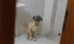 12 Köpekli Ev! Mahalleli Şokta