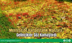Menteşe’de Kartpostallık Manzara: Gelincikler Göz Kamaştırdı