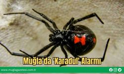 Muğla'da 'Karadul' Alarmı