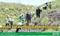Muğla’da Yanan Alanlara Dikilen Fidanlar Ormana Dönüştü