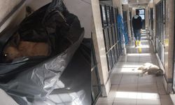 Katliam Gözler Önüne Serildi: Hamitler Hayvan Barınağı’nda İlaçlı Ölümle