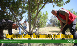 Muğla'da Sakız Üretiminde Yeni Dönem