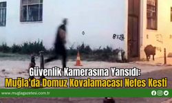Güvenlik Kamerasına Yansıdı: Muğla'da Domuz Kovalamacası Nefes Kesti
