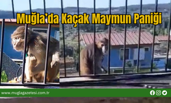 Muğla’da Kaçak Maymun Paniği
