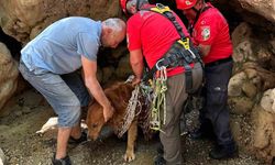 Fethiye’de Kayıp Köpek Ateş, AKUT’un Müdahalesiyle Hayata Tutundu