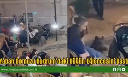 Yaban Domuzu Bodrum’daki Düğün Eğlencesini Bastı