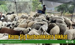 Karnı Şiş Kurbanlıklara Dikkat