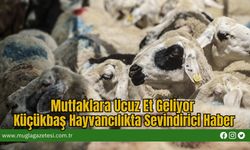 Mutfaklara Ucuz Et Geliyor: Küçükbaş Hayvancılıkta Sevindirici Haber
