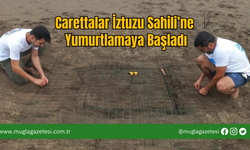 Carettalar İztuzu Sahili’ne Yumurtlamaya Başladı