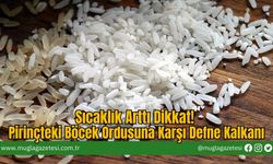Sıcaklık Arttı Dikkat! Pirinçteki Böcek Ordusuna Karşı Defne Kalkanı