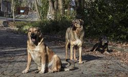 Muğla'da Sokak Köpekleri Çocuğu Parçaladı, Savcılık Belediye Başkanına Soruşturma Açtı