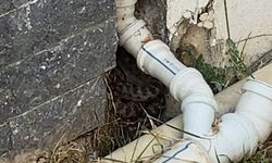Bodrum’da Ev Duvarında Yılan Paniği