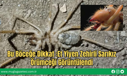 Bu Böceğe Dikkat :Et Yiyen Zehirli Sarıkız Örümceği Görüntülendi