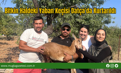 Bitkin Haldeki Yaban Keçisi Datça'da Kurtarıldı