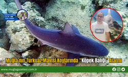 Muğla’nın Turkuaz Mavisi Koylarında “Köpek Balığı” Alarmı