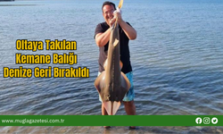 Oltaya Takılan Kemane Balığı Denize Geri Bırakıldı