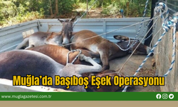 Muğla’da Başıboş Eşek Operasyonu