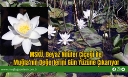 MSKÜ, Beyaz Nilüfer Çiçeği ile Muğla'nın Değerlerini Gün Yüzüne Çıkarıyor