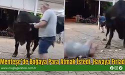 Menteşe’de Boğaya Para Atmak İstedi, Havaya Fırladı