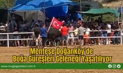 Menteşe Doğanköy’de Boğa Güreşleri Geleneği Yaşatılıyor