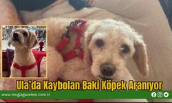 Ula’da Kaybolan Baki Köpek Aranıyor