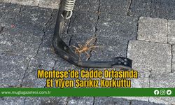 Menteşe’de Cadde Ortasında Et Yiyen Sarıkız Korkuttu