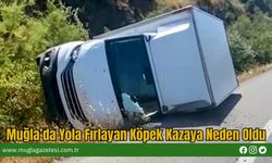 Muğla’da Yola Fırlayan Köpek Kazaya Neden Oldu