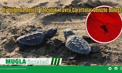 Ay Işığında Denize Yolculuk, Yavru Carettalar Denizle Buluştu