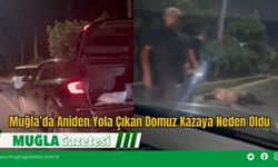 Muğla’da Aniden Yola Çıkan Domuz Kazaya Neden Oldu