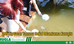 205 Bin Sazan Yavrusu Doğal Ortamlarına Kavuştu