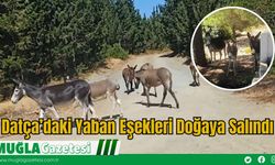 Datça’daki Yaban Eşekleri Doğaya Salındı
