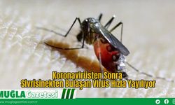 Koronavirüsten Sonra: Sivrisinekten Bulaşan Virüs Hızla Yayılıyor