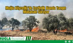 Muğla Köyceğiz’de Zeytinlik Alanda Yangın: Müdahale Sürüyor