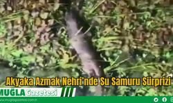 Akyaka Azmak Nehri’nde Su Samuru Sürprizi