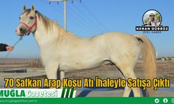 70 Safkan Arap Koşu Atı İhaleyle Satışa Çıktı