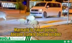 Marmaris’te Yaban Domuzu Ailesine Trafikte Öncelik Verdiler