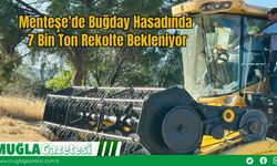 Menteşe'de Buğday Hasadında  7 Bin Ton Rekolte Bekleniyor