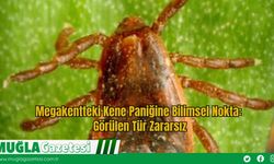 Megakentteki Kene Paniğine Bilimsel Nokta: Görülen Tür Zararsız
