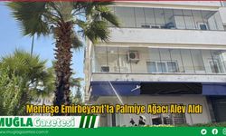 Menteşe Emirbeyazıt’ta Palmiye Ağacı Alev Aldı