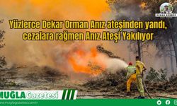 Yüzlerce Dekar Orman Anız Ateşinden Yandı, Cezalara Rağmen Anız Ateşi Yakılıyor