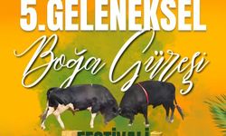 Ula’da Boğa Güreşi Heyecanı Başlıyor